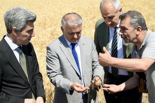 Vali Ersin Yazıcı Buğday Hasadı Programına Katıldı
