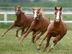 Sultansuyu Harası